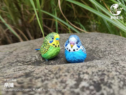 Budgerigar (Blue) | Melopsittacus Undulatus