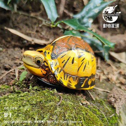 Cuora flavomarginata / Chinese box turtle