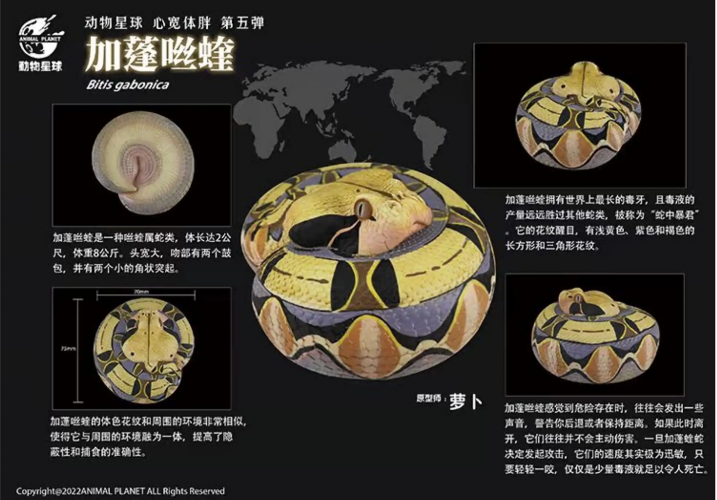 Bitis Gabonica / Gaboon viper