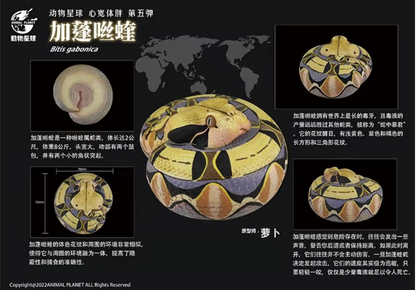 Bitis Gabonica / Gaboon viper