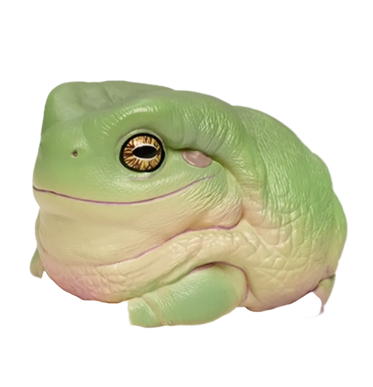 Litoria caerulea | Green tree frog