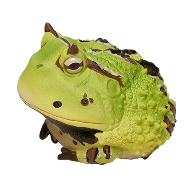 Ceratophrys Cornuta | Surinam horned frog
