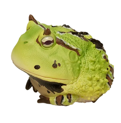 Ceratophrys Cornuta | Surinam horned frog