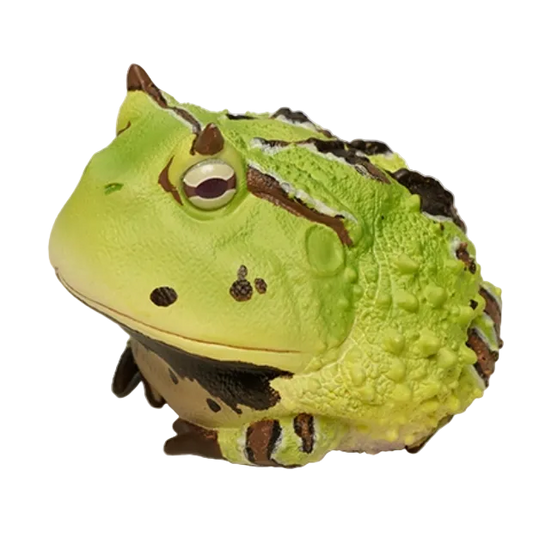 Ceratophrys Cornuta | Surinam horned frog