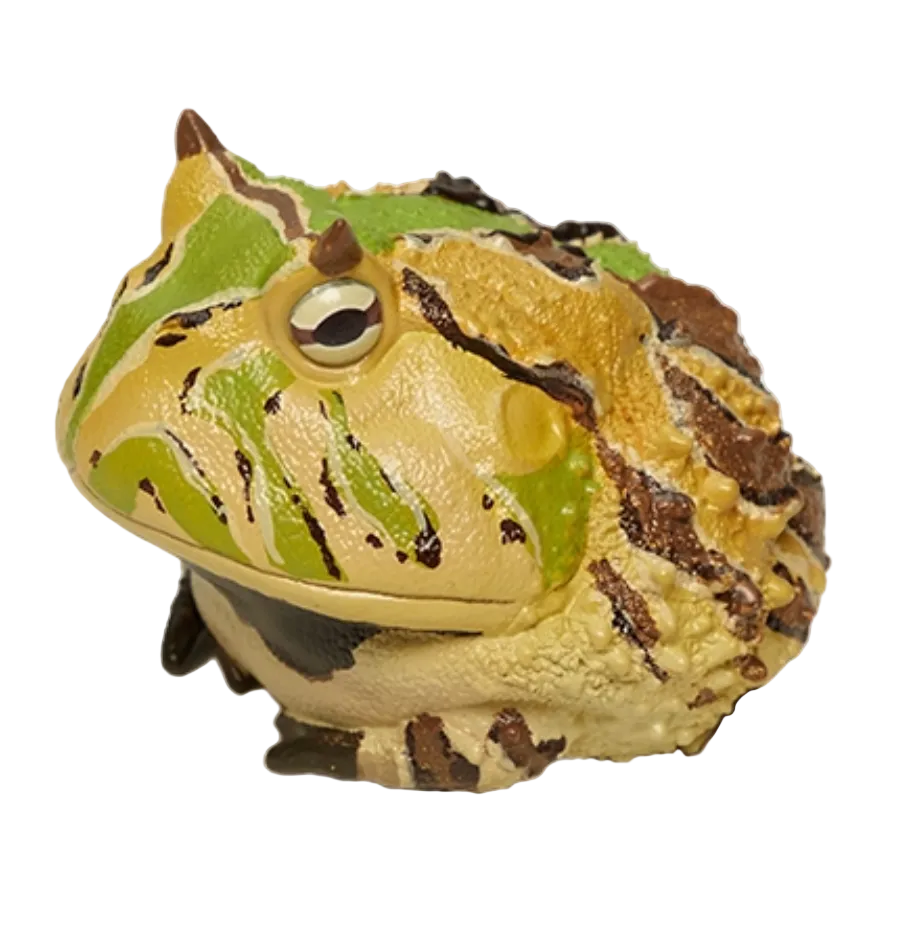 Ceratophrys Cornuta | Surinam horned frog