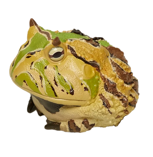 Ceratophrys Cornuta | Surinam horned frog