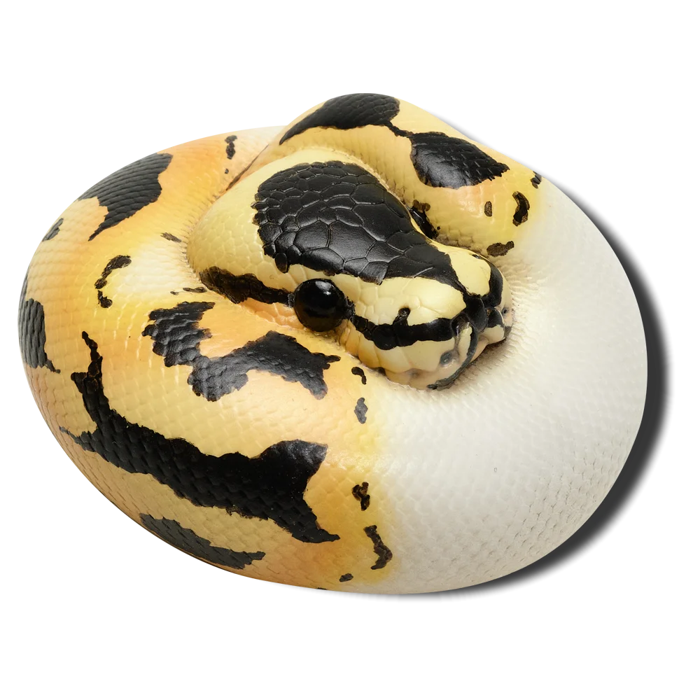 Ball Python Dark (Python regius)