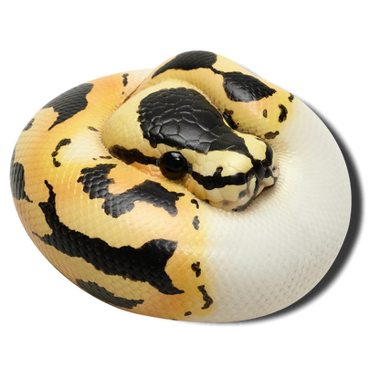 Ball Python Dark (Python regius)
