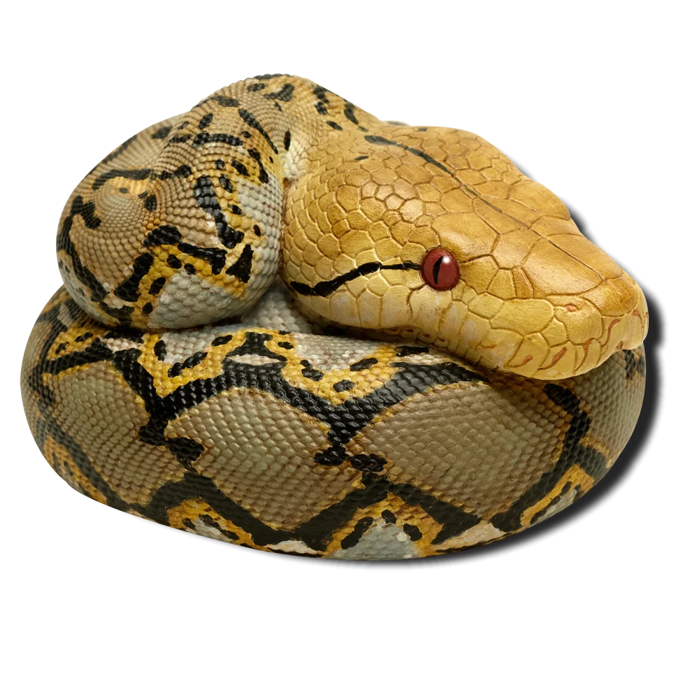 Reticulated Python (Malayopython reticulatus)