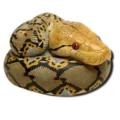 Reticulated Python (Malayopython reticulatus)