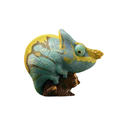 Parson’s Chameleon | Calumma Parsonii