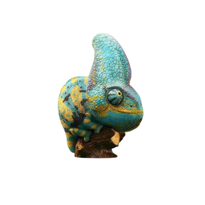 Veiled Chameleon (Blue) | Chamaeleo Calyptratus