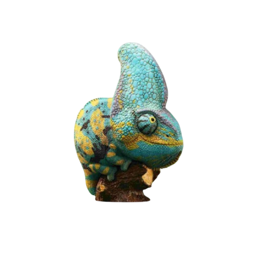 Veiled Chameleon (Blue) | Chamaeleo Calyptratus