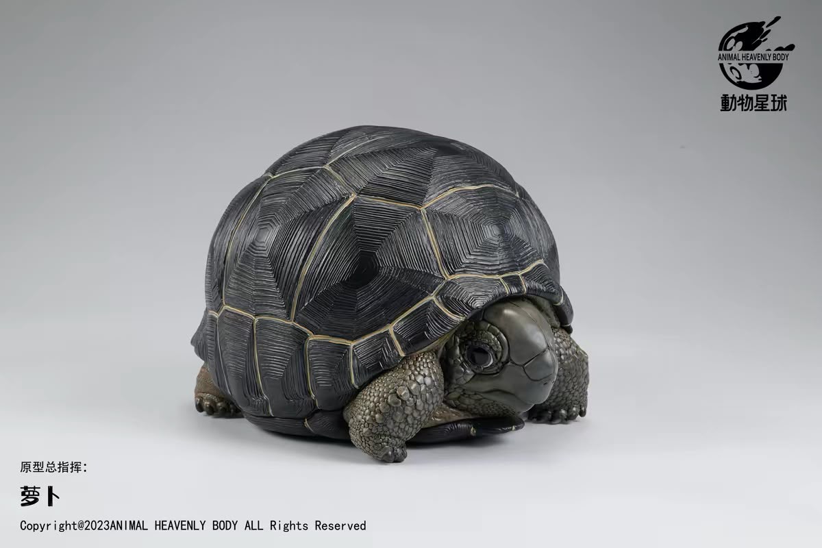 Aldabra Giant Tortoise| Aldabrachelys Gigantea