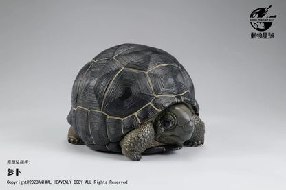 Aldabra Giant Tortoise| Aldabrachelys Gigantea