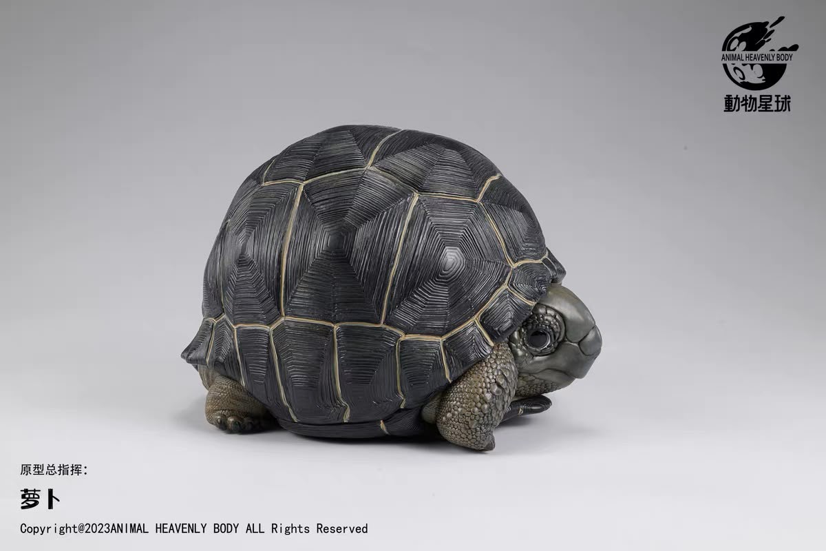 Aldabra Giant Tortoise| Aldabrachelys Gigantea