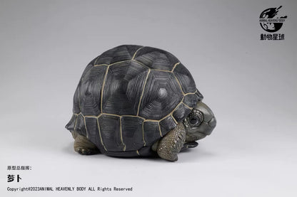 Aldabra Giant Tortoise| Aldabrachelys Gigantea
