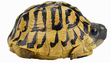 Hermann's Tortoise | Testudo Hermanni