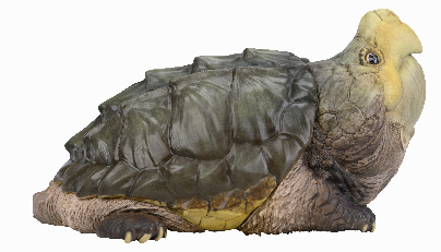 Alligator Snapping Turtle |  Macrochelys Temminckii