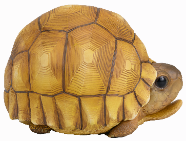Angonoka Tortoise | Astrochelys Yniphora