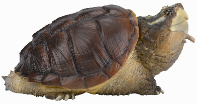 Central American Snapping Turtle | Chelydra Rossignonii
