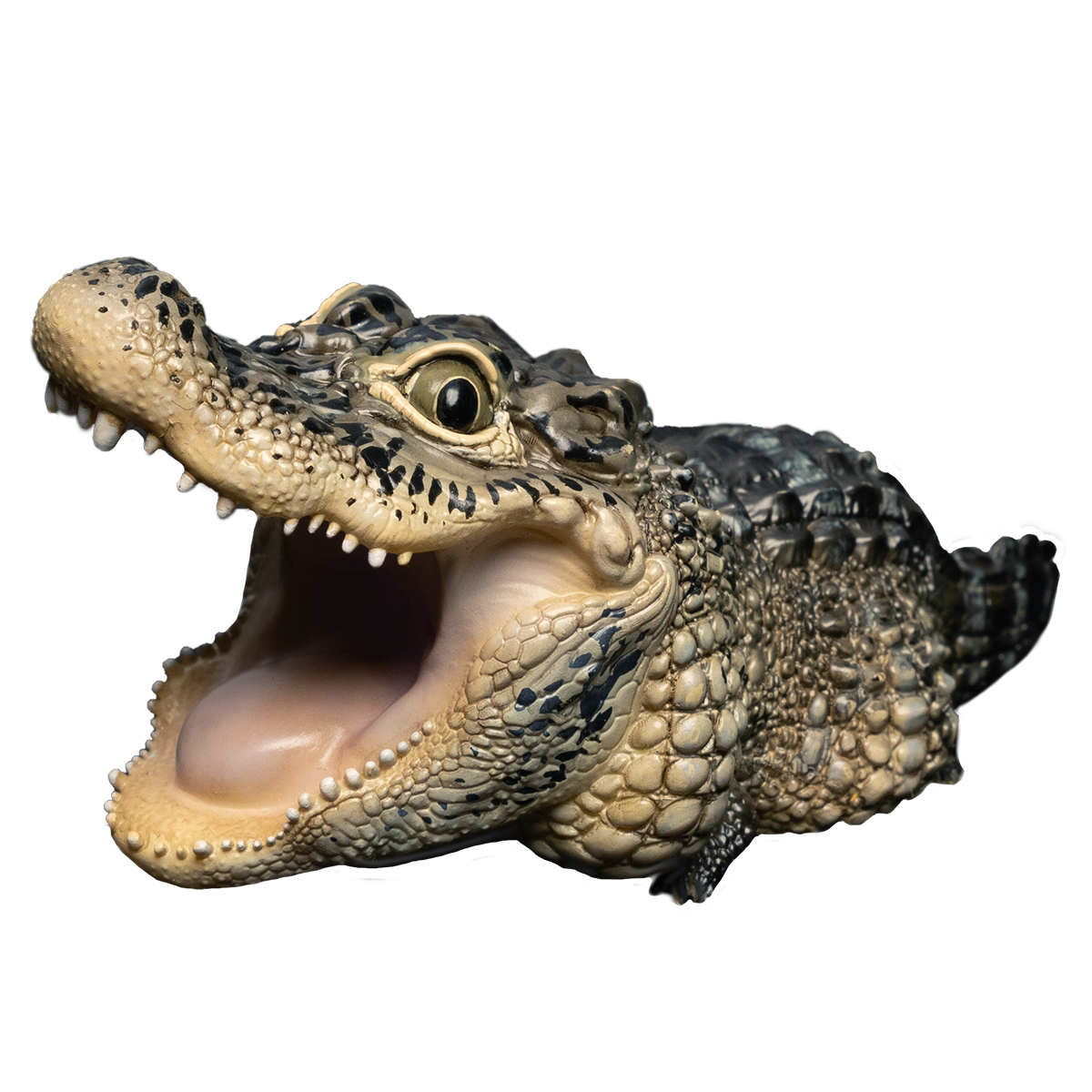 Chinese Alligator | Alligator Sinensis
