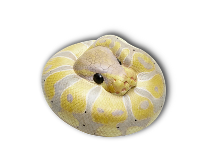 Ball Python Light (Python regius)