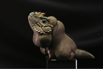 Rhinoceros Iguana | Cyclura Cornuta
