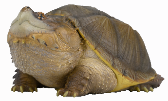 Common Snapping Turtle | Chelydra Serpentina