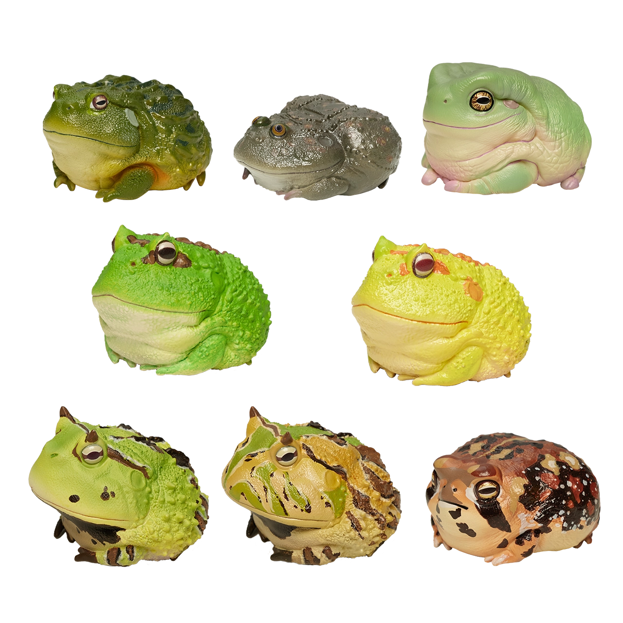 Ceratophrys Cornuta | Surinam horned frog