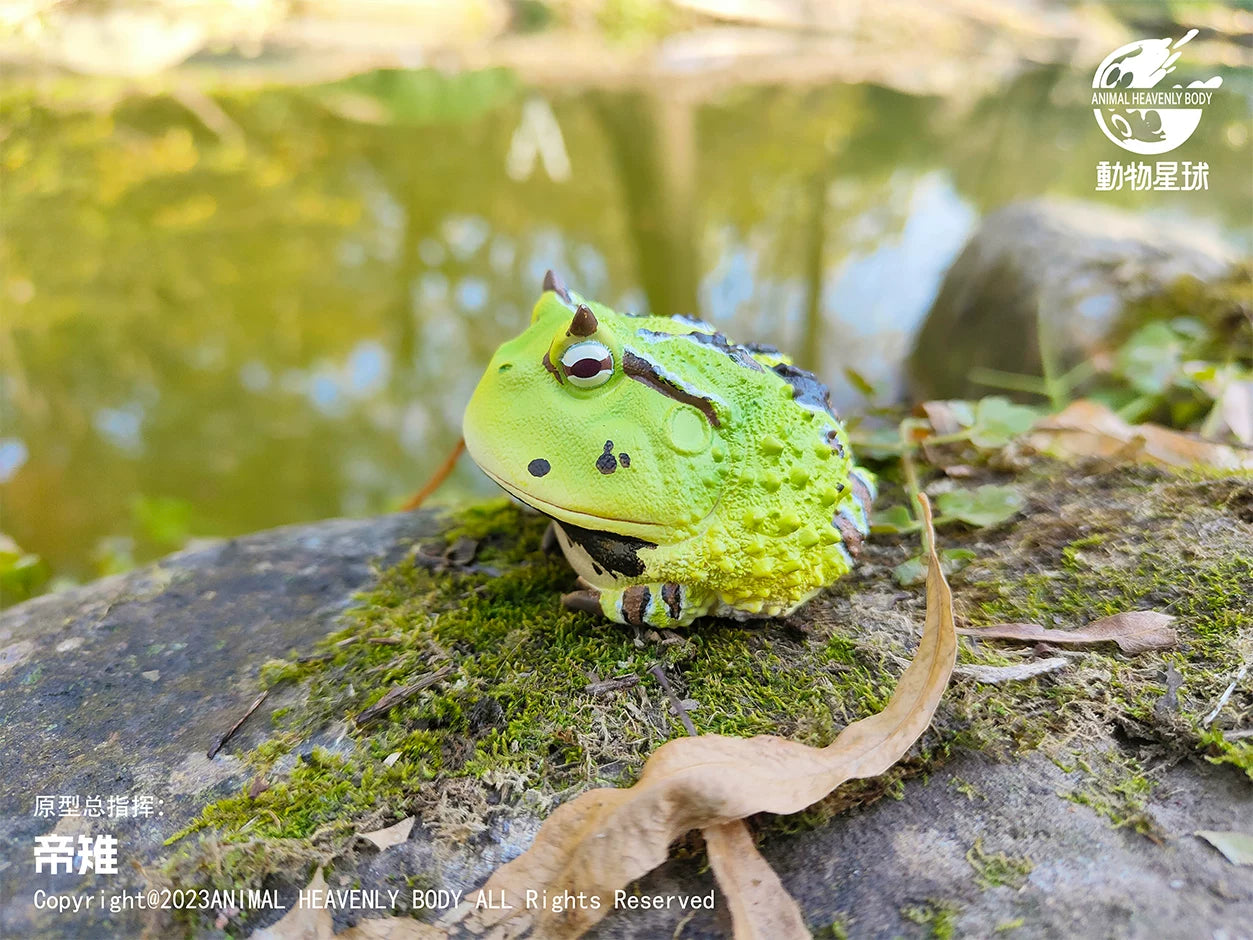 Ceratophrys Cornuta | Surinam horned frog