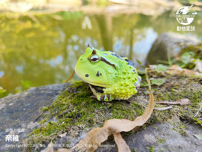 Ceratophrys Cornuta | Surinam horned frog