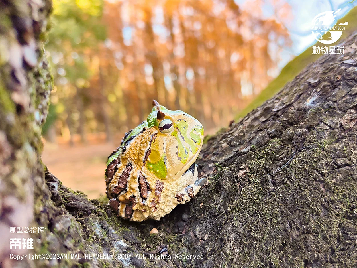 Ceratophrys Cornuta | Surinam horned frog