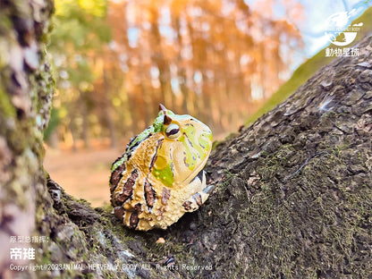 Ceratophrys Cornuta | Surinam horned frog