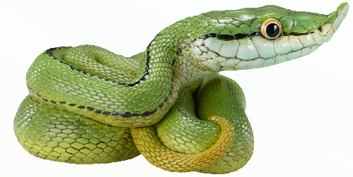 Baron's Green Racer | Philodryas Baroni