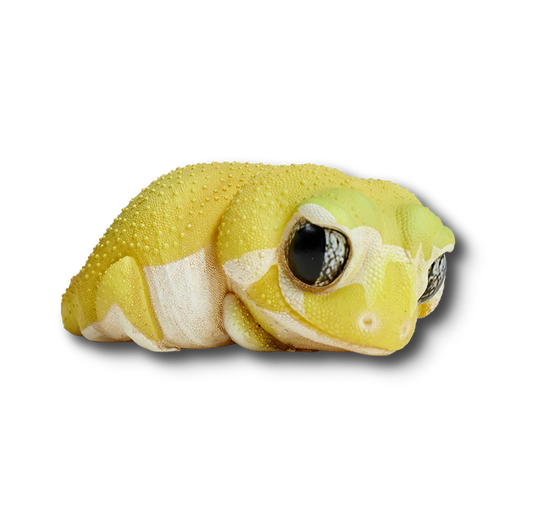 Pilbara Smooth Knob-tailed Gecko (Yellow) | Nephrurus Levis Pilbarensis