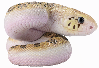 Gopher Snake | Pituophis Catenifer