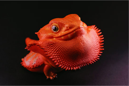 Central Bearded Dragon (Red) | Pogona Vitticeps