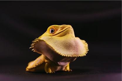 Central Bearded Dragon (Citrus) | Pogona Vitticeps