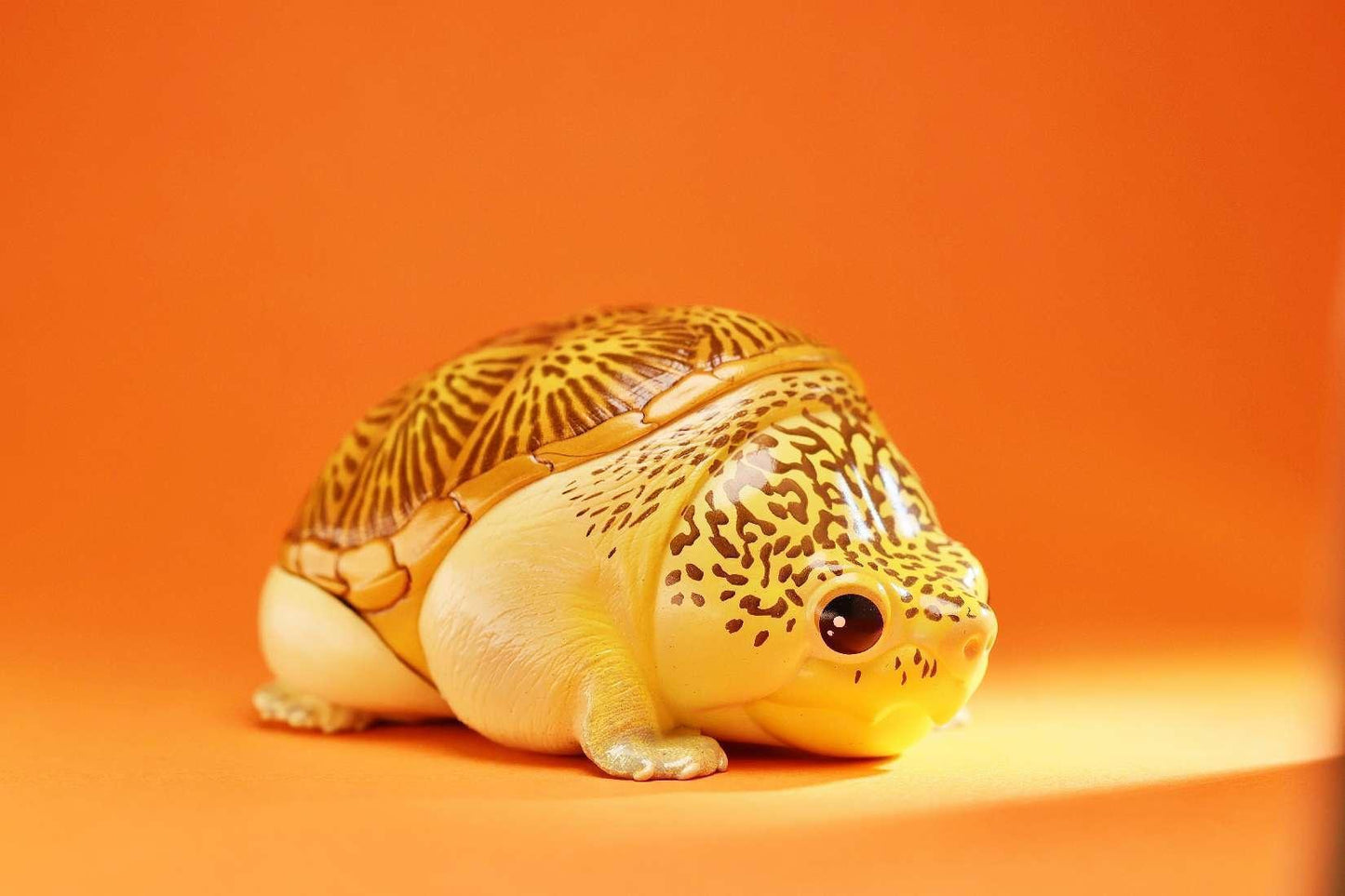 Narrow Bridged Musk Turtle | Claudius Angustatus