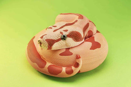 Boa Constrictor (Boa constrictor)