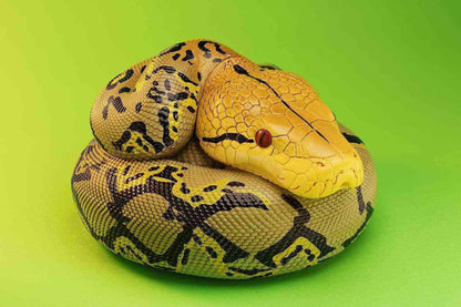 Reticulated Python (Malayopython reticulatus)
