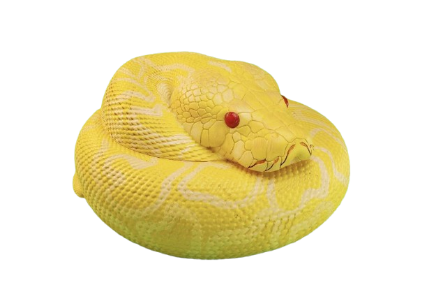 Albino Burmese Python