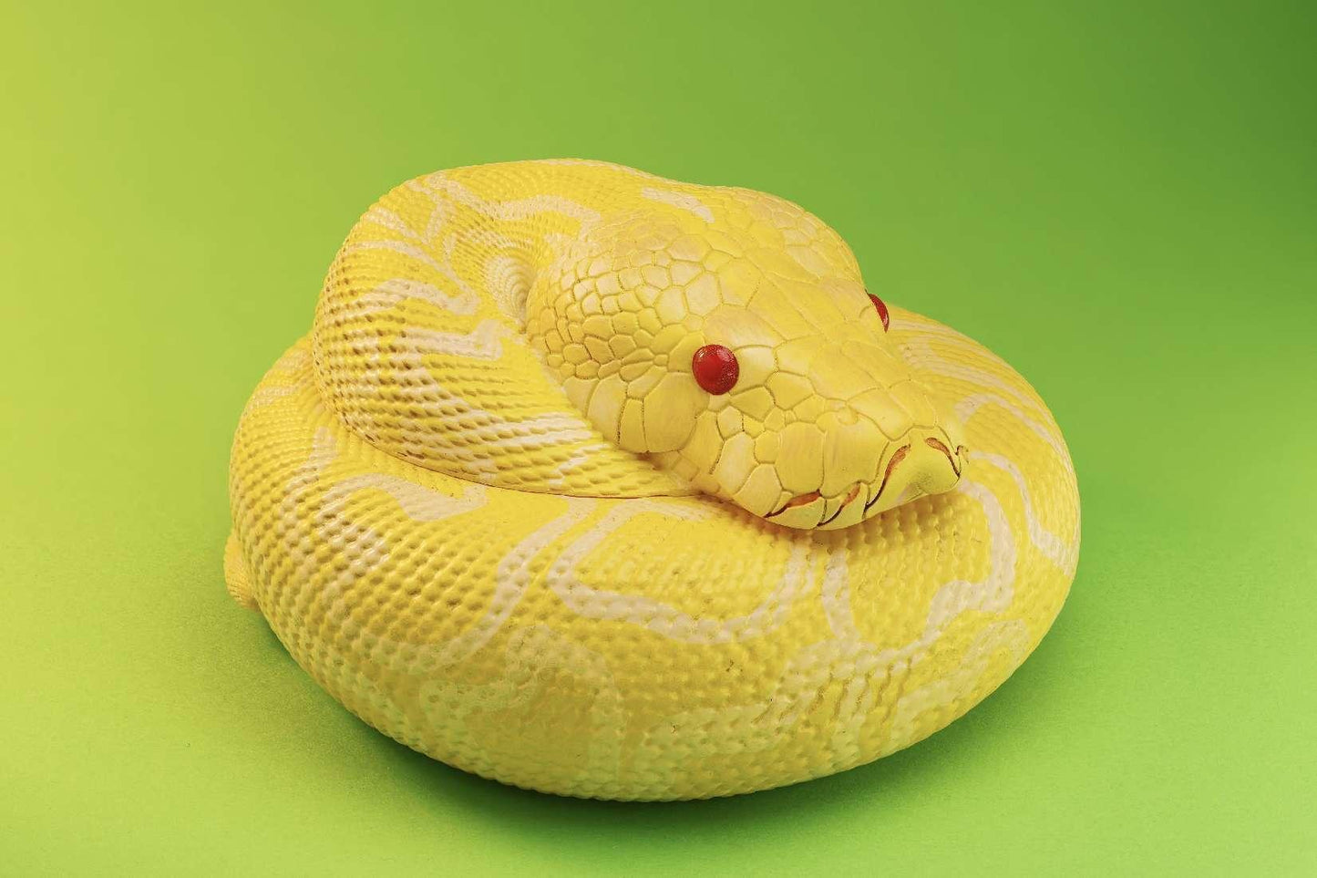 Albino Burmese Python