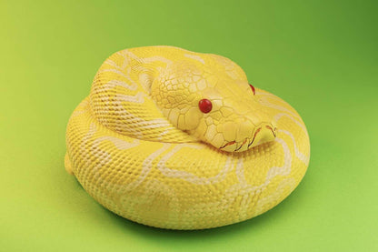 Albino Burmese Python