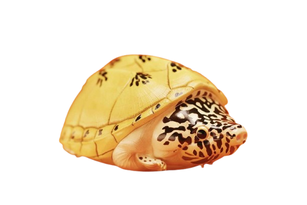 Mexican Giant Musk Turtle | Staurotypus Triporcatus