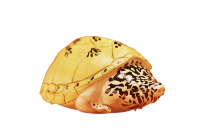 Mexican Giant Musk Turtle | Staurotypus Triporcatus