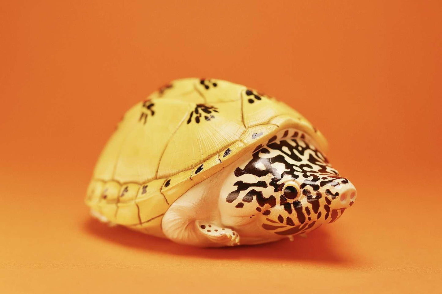 Mexican Giant Musk Turtle | Staurotypus Triporcatus