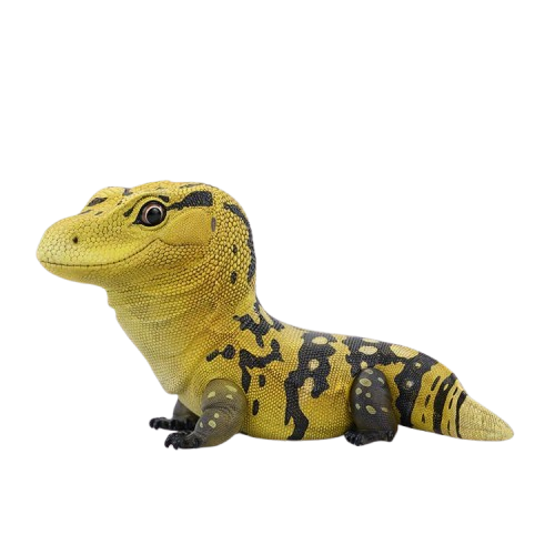 Yellow-headed Water Monitor | Varanus Cumingi