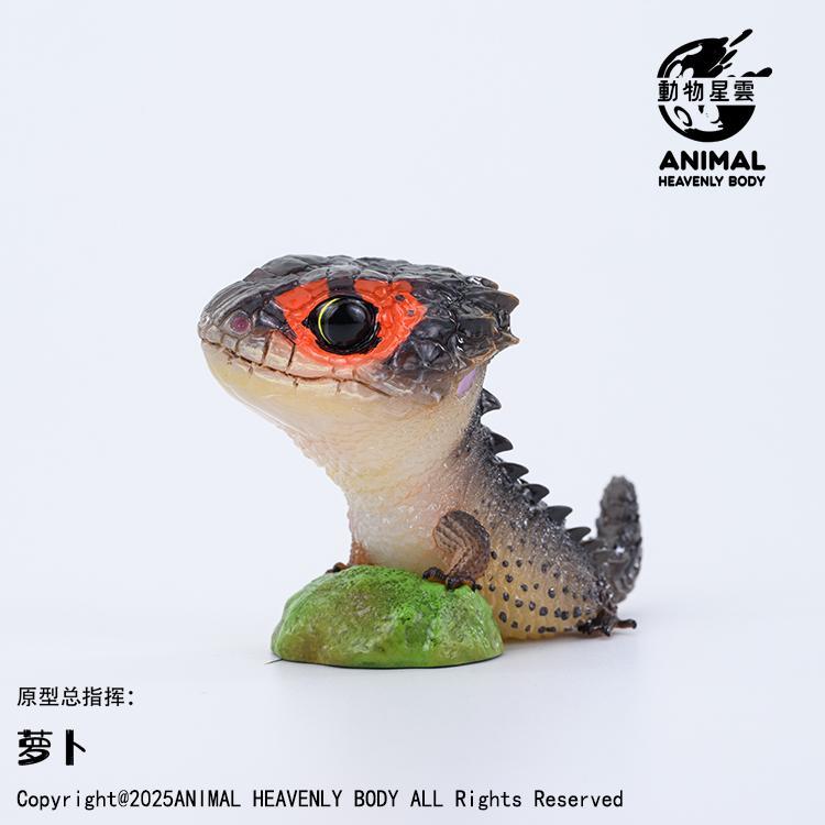 Red-eyed Crocodile Skink | Tribolonotus Gracilis